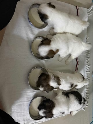 Shih Tzu For Sale In Chennai