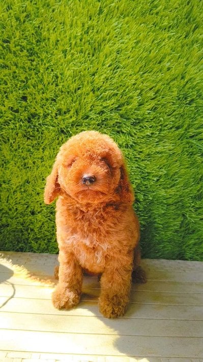 Poodle For Sale In Satara