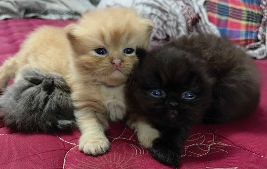 Persian For Sale In Jorhat