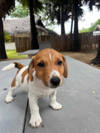 Jack Russell Terrier For Sale In Ramanathapuram