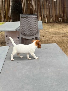Jack Russell Terrier For Sale In Ramanathapuram