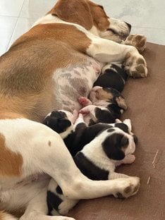 Beagle For Sale In Bangalore