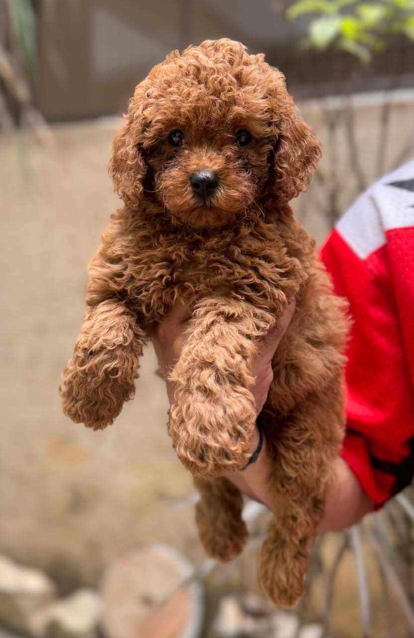 Toy Poodle For Sale In Ernakulam