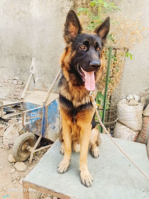 German Shepherd Dogs For Mating In Kanyakumari
