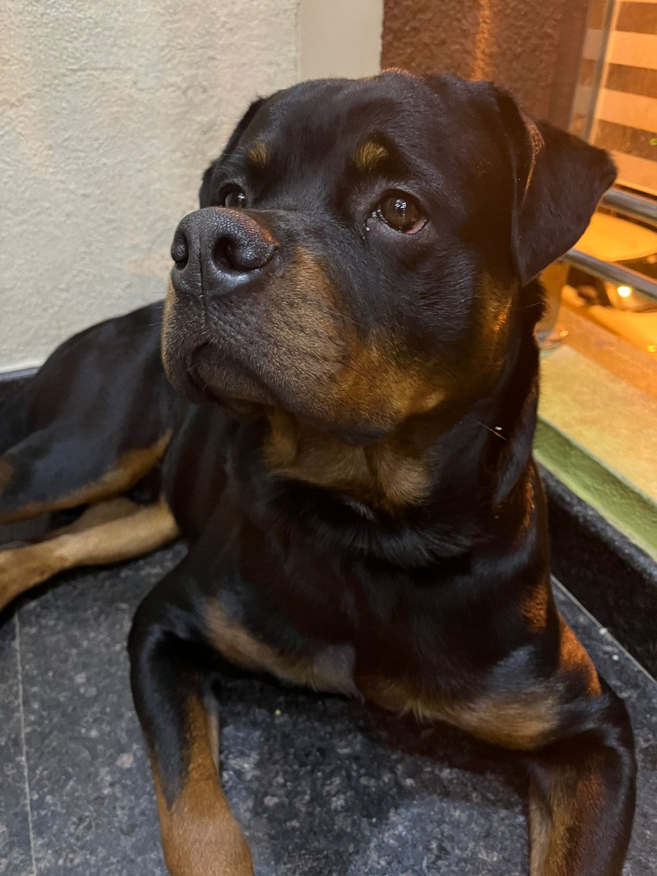 Rottweiler Dogs For Mating In Mandi HP