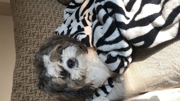 Shih Tzu Dogs For Mating In Kochi