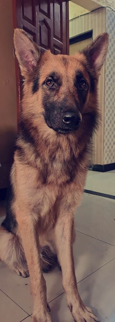 German Shepherd Dogs For Mating In Sikar