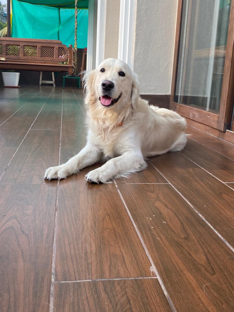 Golden Retriever Dogs For Mating In Pune