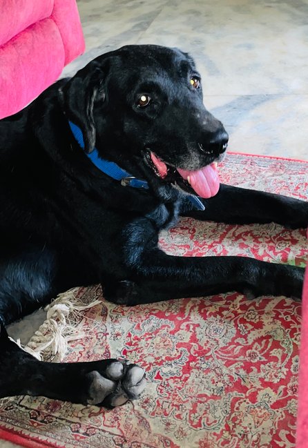 Labrador Retriever Dogs For Mating In Rudrapur