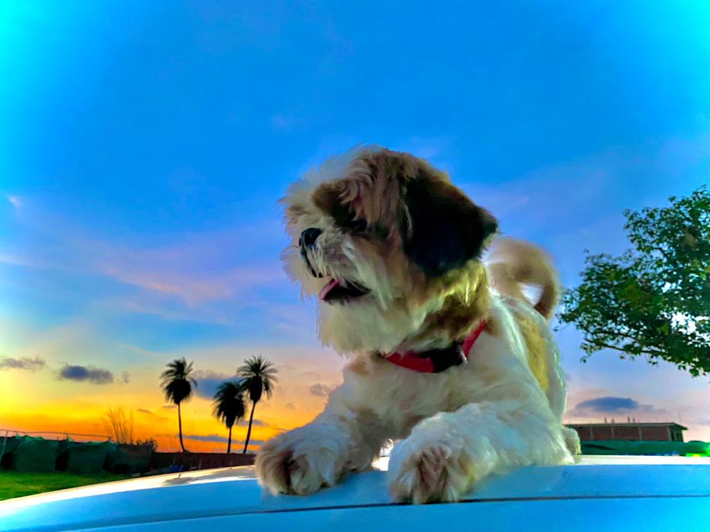 Shih Tzu Dogs For Mating In Chandigarh