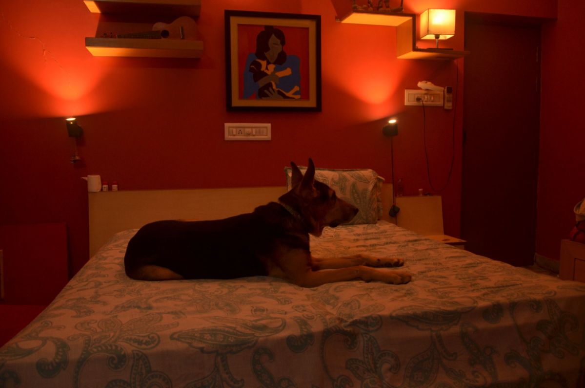 German Shepherd Dogs For Mating In Noida