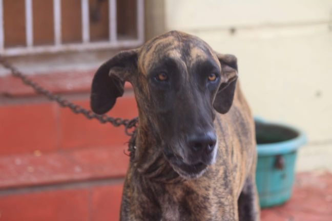 Great Dane Dogs For Mating In Chennai