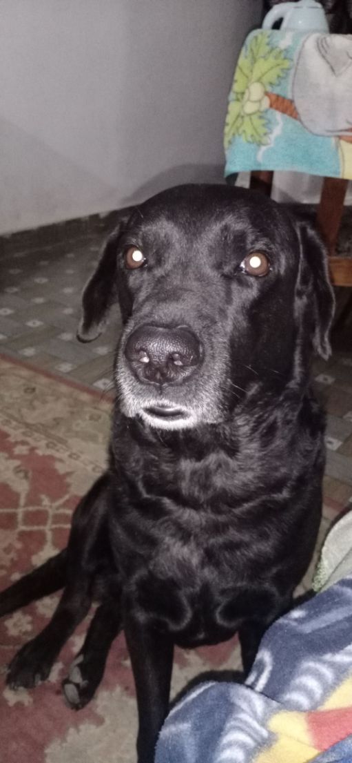 Labrador Retriever Dogs For Mating In Patna