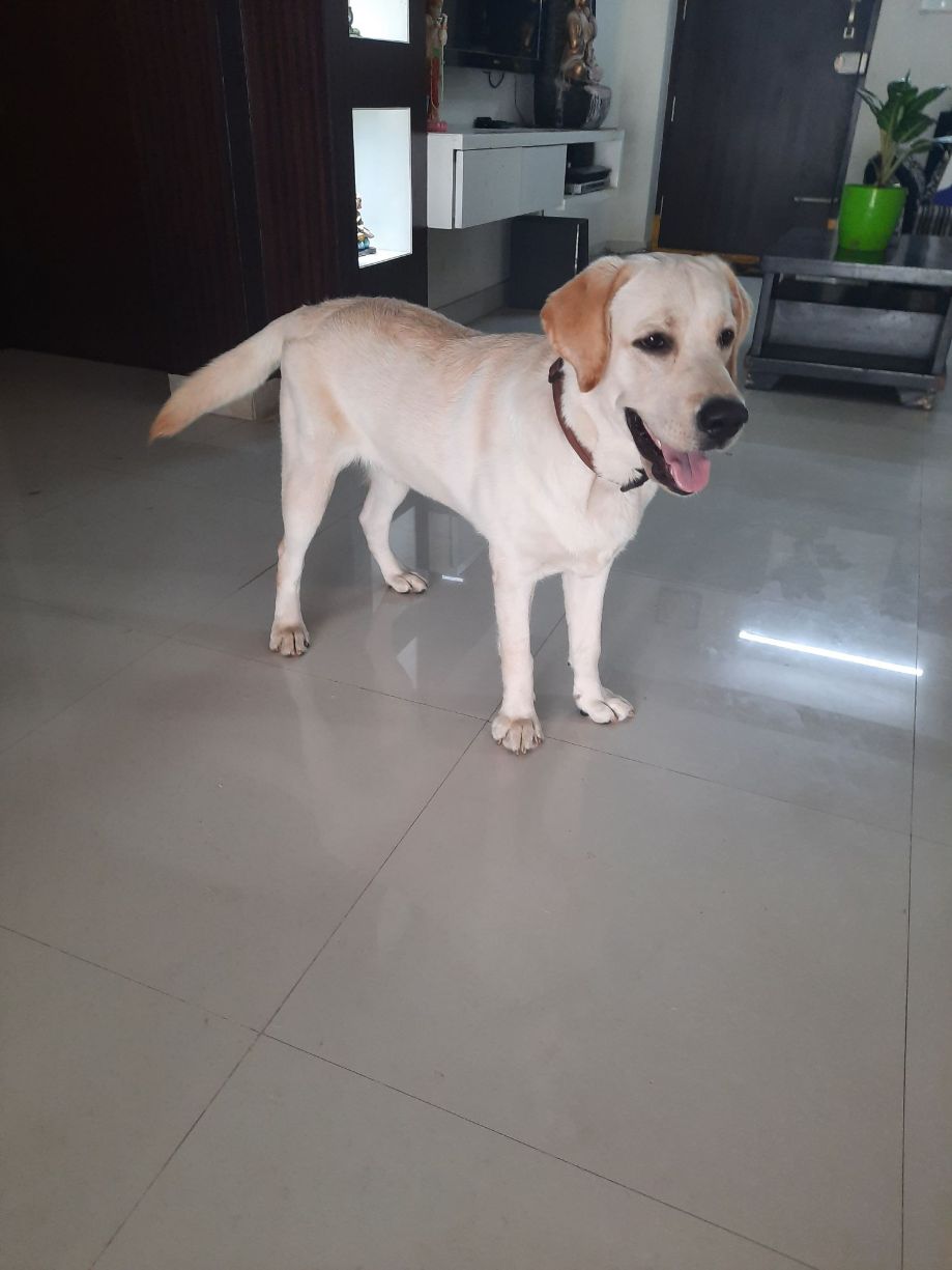 Labrador Retriever Dogs For Mating In Kannur