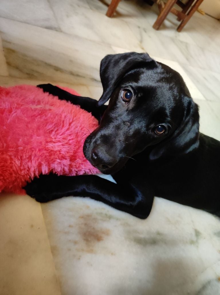 Labrador Retriever For Sale In Pune