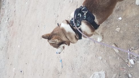 Siberian Husky Dogs For Mating In Hoshiarpur