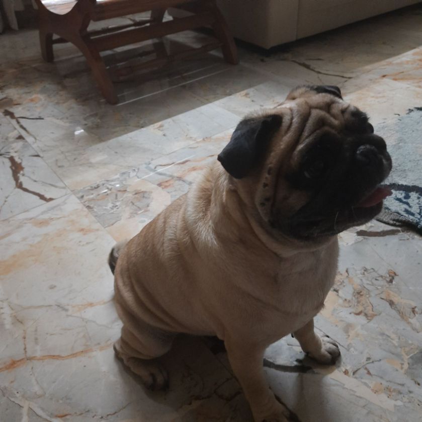 Pug Dogs For Mating In Chennai