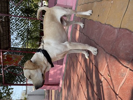 Labrador Retriever Dogs For Mating In Kollam