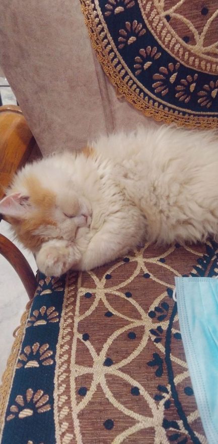 Persian Dogs For Mating In Chandigarh