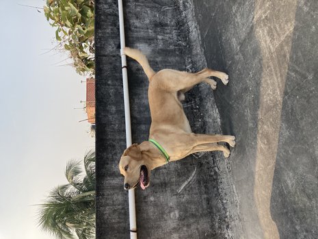 Labrador Retriever Dogs For Mating In Bhubaneswar