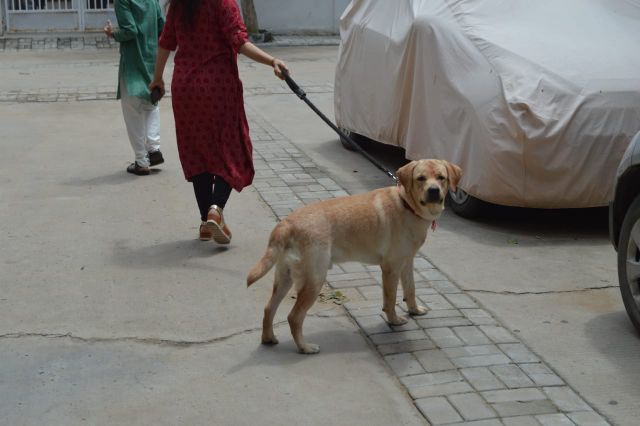 Labrador Retriever Dogs For Mating In Vizag
