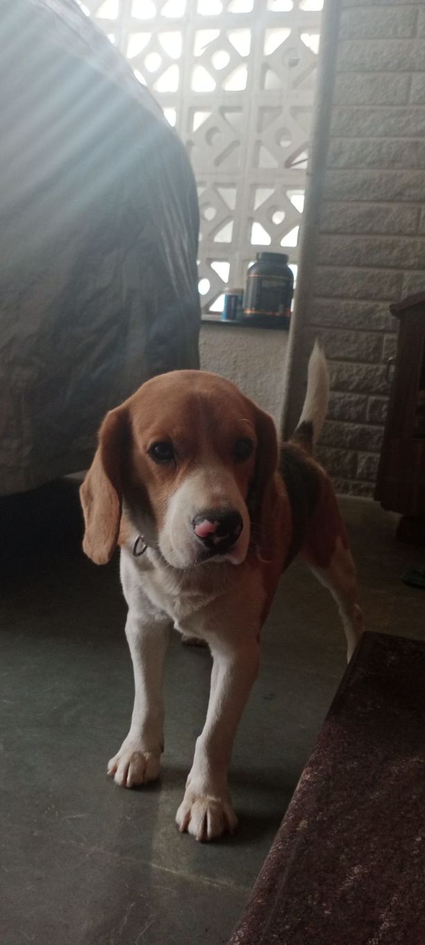 Beagle Dogs For Mating In Kochi