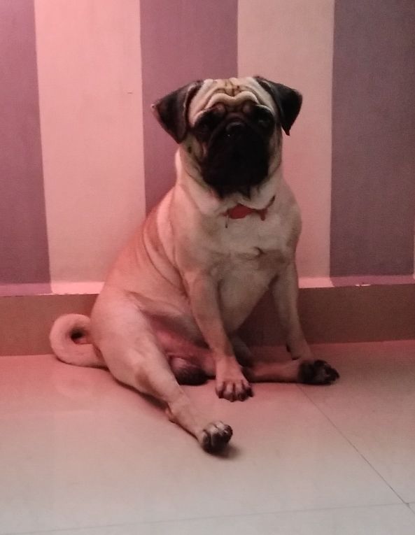 Pug Dogs For Mating In Chennai