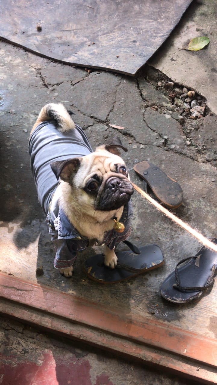 Pug Dogs For Mating In Chennai