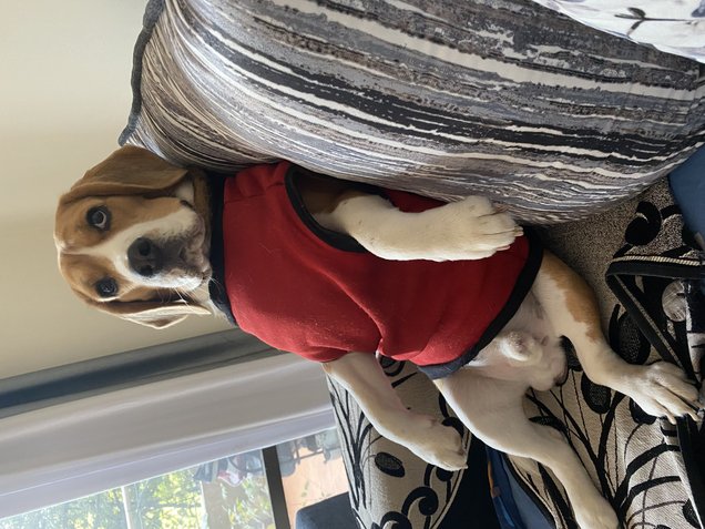 Beagle Dogs For Mating In Pune