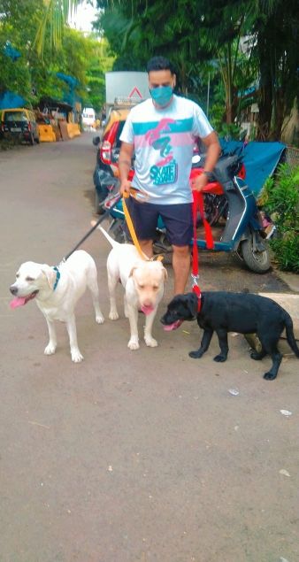 Labrador Retriever Dogs For Mating In Mumbai