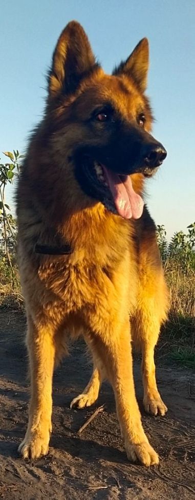 German Shepherd Dogs For Mating In Pune