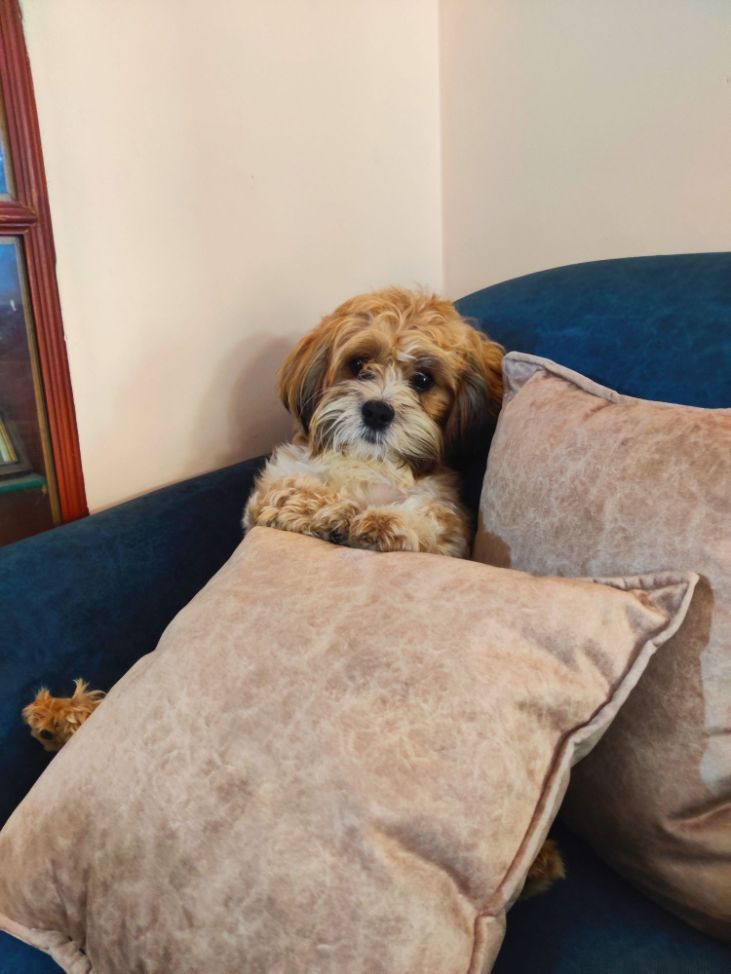 Lhasa Apso Dogs For Mating In Angul