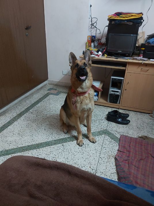 German Shepherd Dogs For Mating In Jaipur