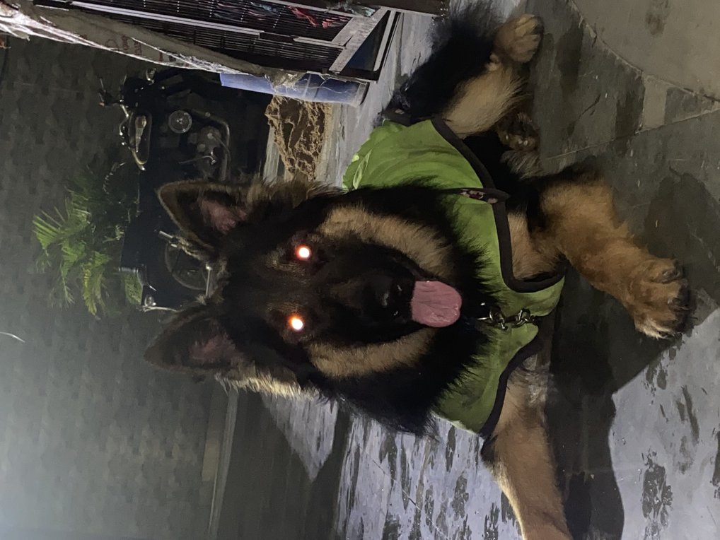 German Shepherd Dogs For Mating In Sikar