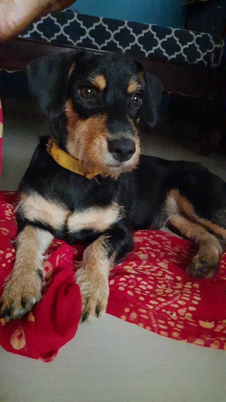 Dachshund Dogs For Mating In Vizag