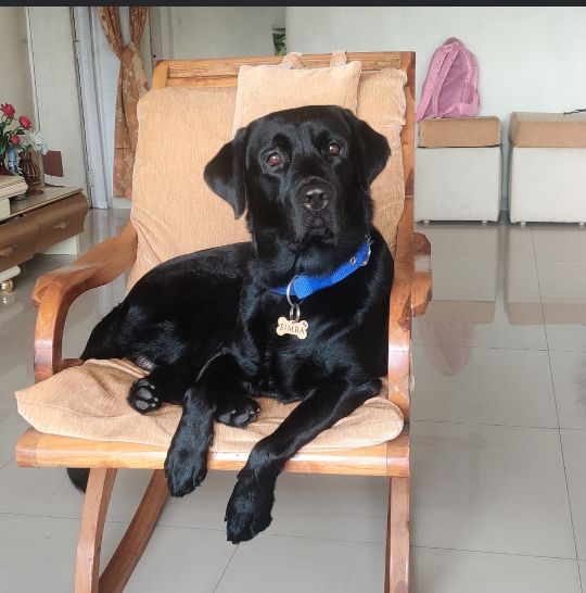 Labrador Retriever Dogs For Mating In Kannur