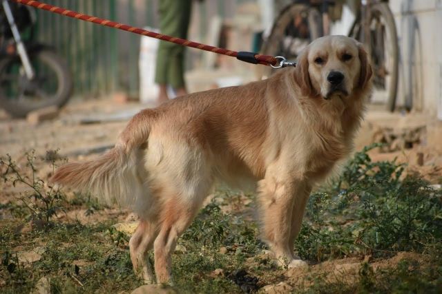 Golden Retriever Dogs For Mating In Gurgaon