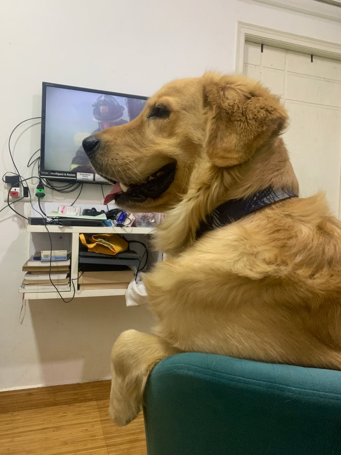 Golden Retriever Dogs For Mating In Sibsagar