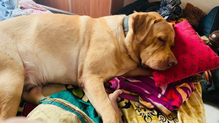 Labrador Retriever Dogs For Mating In Jaipur