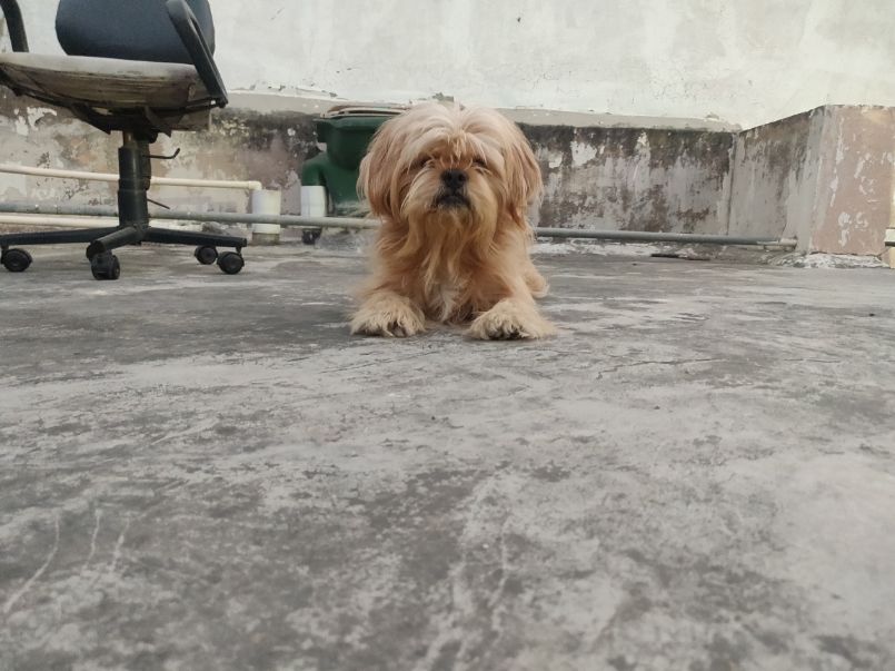 Lhasa Apso Dogs For Mating In Angul