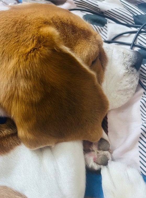 Beagle Dogs For Mating In Pune