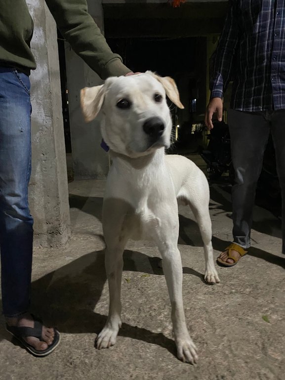Labrador Retriever Dogs For Mating In Pune
