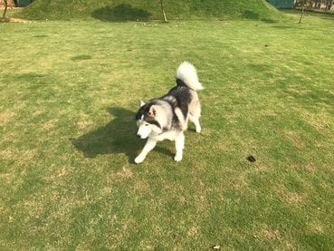 Siberian Husky Dogs For Mating In Hoshiarpur