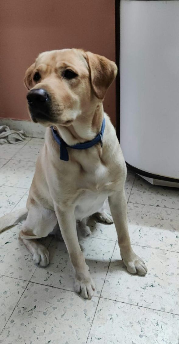 Labrador Retriever Dogs For Mating In Guwahati