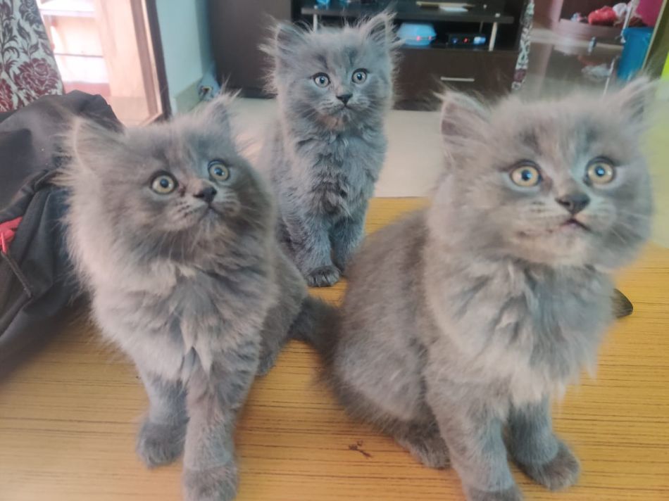 British Shorthair For Sale In Bangalore