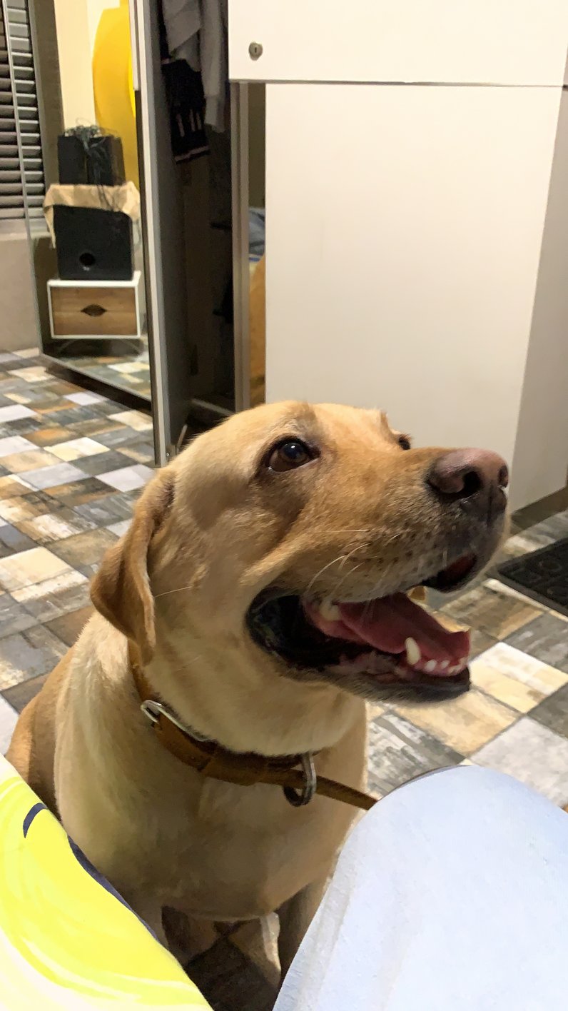 Labrador Retriever Dogs For Mating In Vizag
