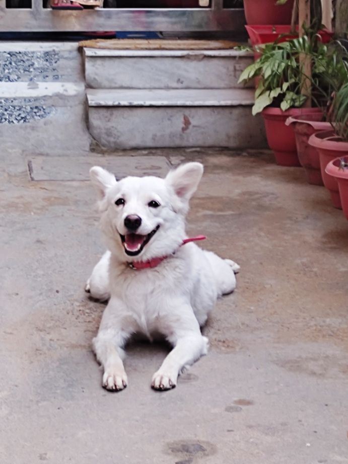 Indian Spitz Dogs For Mating In Delhi