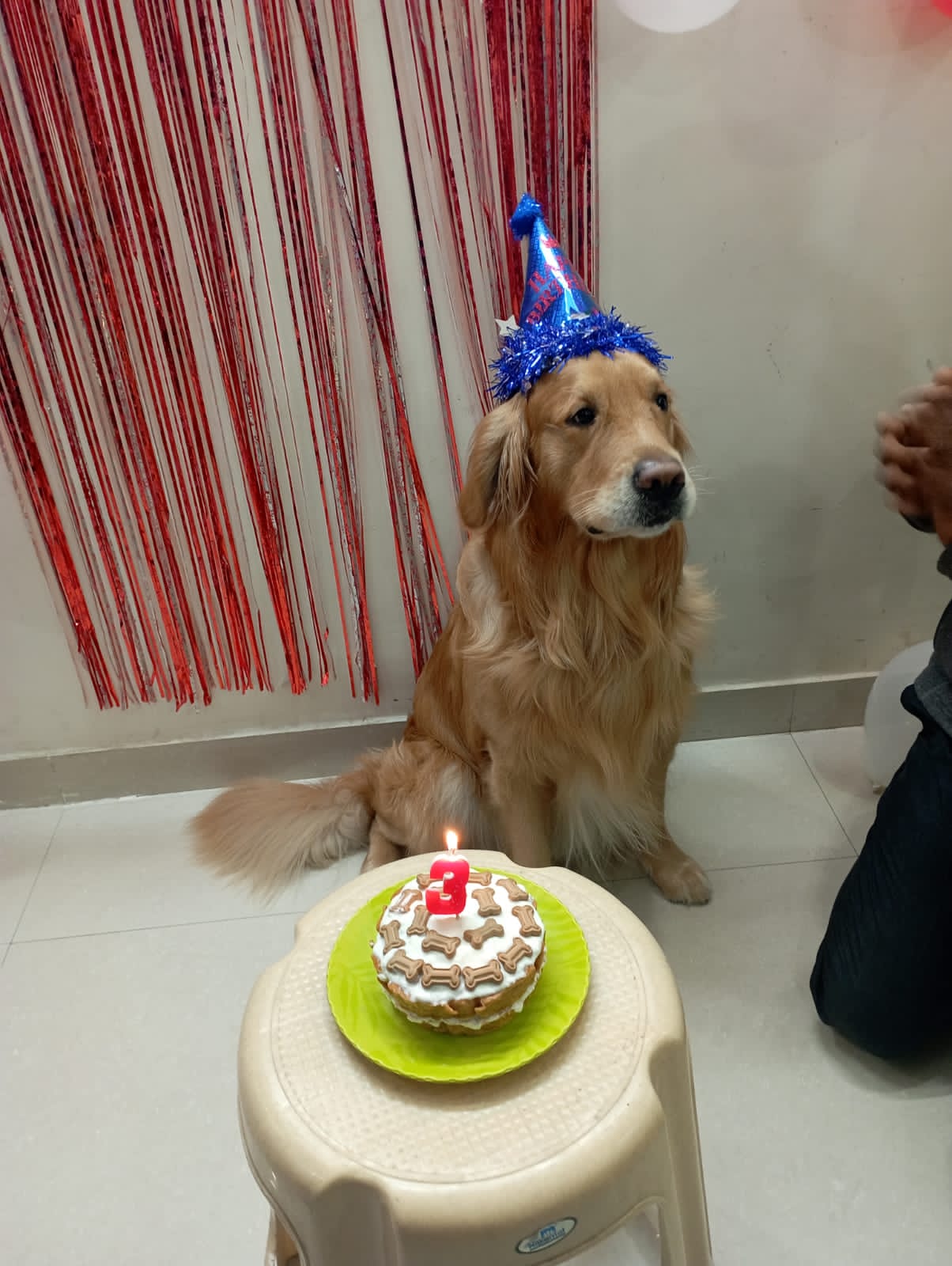 Golden Retriever Dogs For Mating In Vijayawada