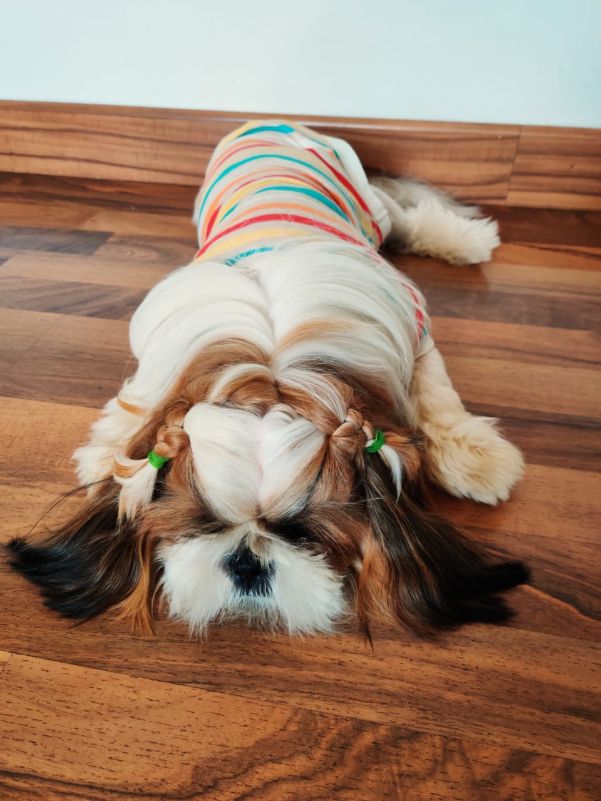 Shih Tzu Dogs For Mating In Chennai