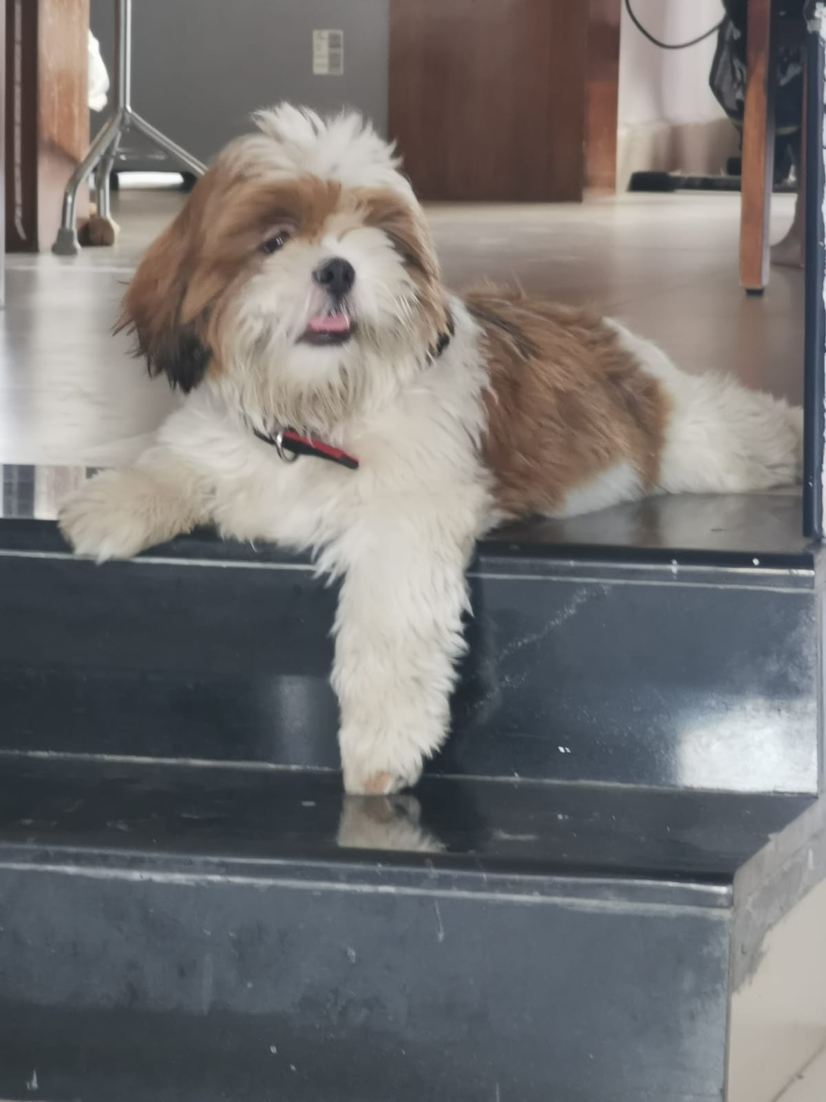 Shih Tzu Dogs For Mating In Kochi